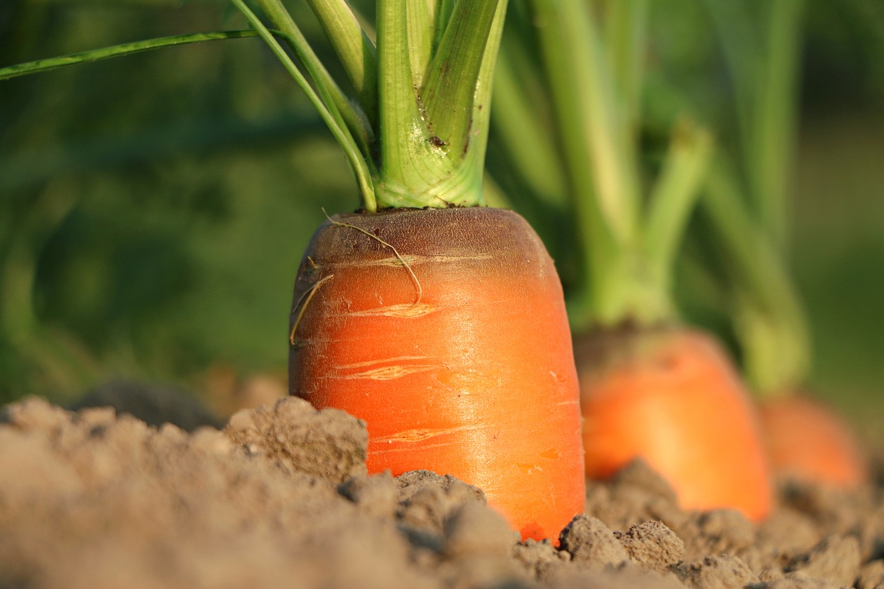 Carrot or Stick?